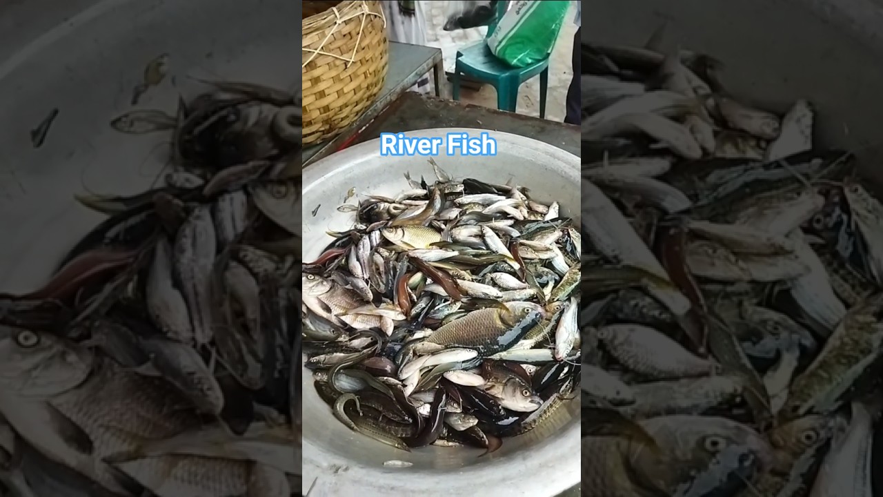 Why Fish Prices Are Rising | Impact of Climate Change and Overfishing #fishing #মাছধরা #fish #viral
