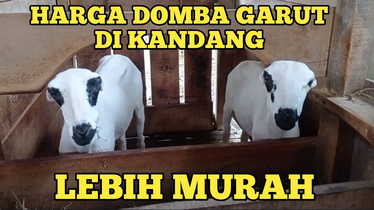 Update harga domba garut bibitan, dantenan hamil, dan Jajalon