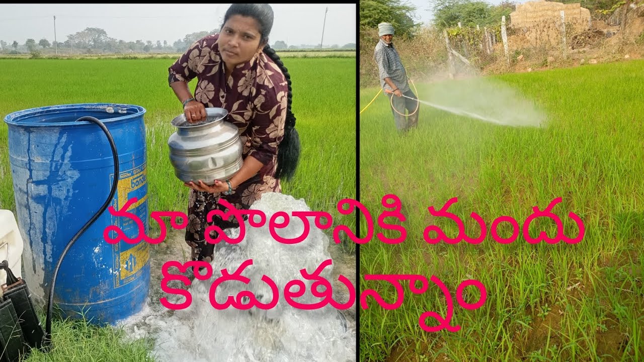 మా పొలానికి మందు కొడుతున్నాం#farming videos#farmerslife#youtubevideos
