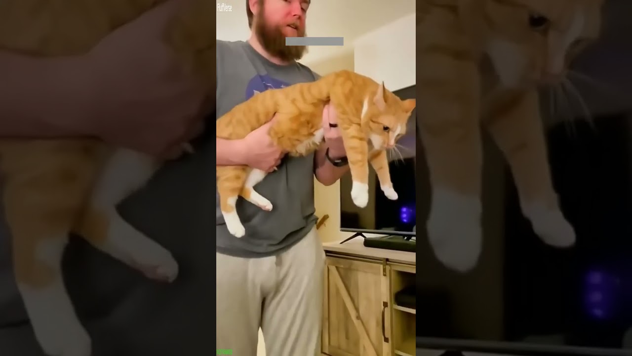 Cute Cats 😻 #viral 😾 # Episode 9544
