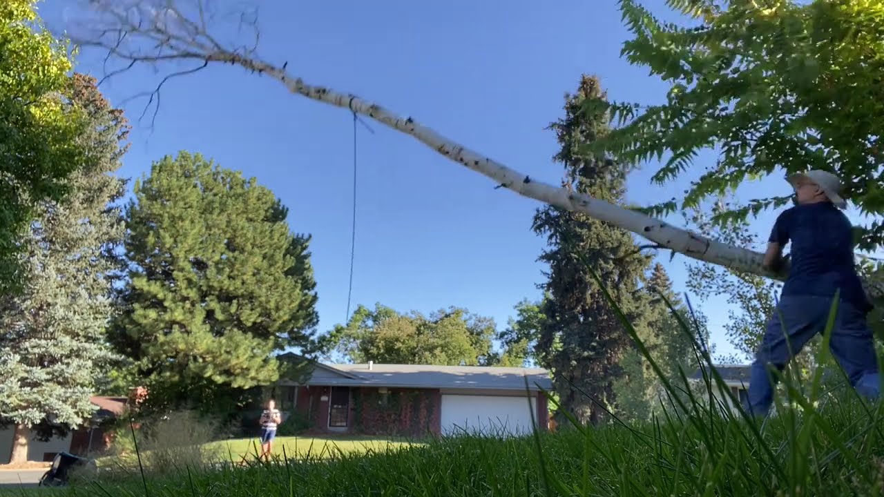 Cutting down a dying aspen tree