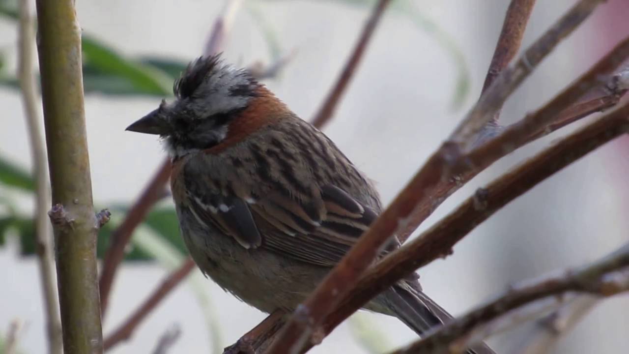 CHINCOL (Zonotrichia capensis chilensis)