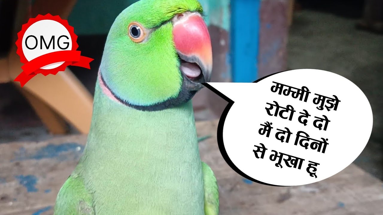 Indian Parrot Talking Mummy 😱 Parrot Talking Mummy Mitthu Ko Roti Do 😍 Green Parrot Talking Video 🥰🤔