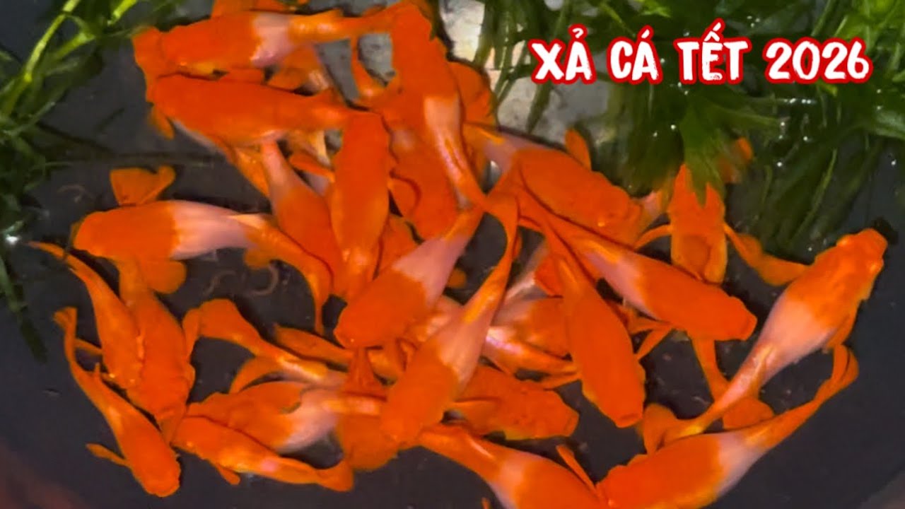 Tiếp Tục Xả Nhiều Dòng Cá 7 Màu Tết 2026 | Guppy | Phúc Phan TV