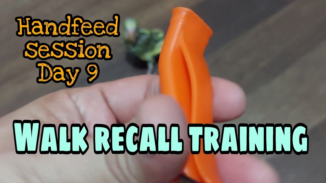 handfeed session day 9 walk recall training paano mag train ng walk recall sa handfeed na ibon