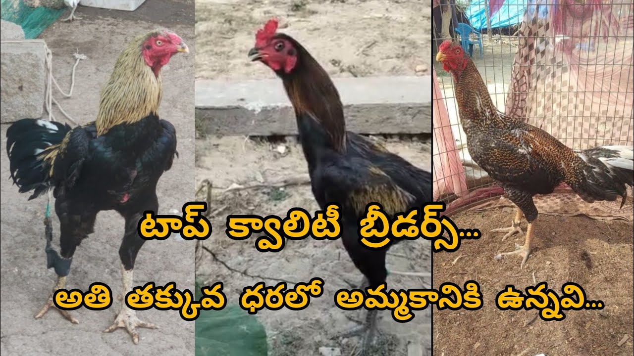 టాప్ క్వాలిటీ బ్రీడర్స్ డబల్ బాడీ పుంజులు అతి తక్కువ ధరలో అమ్మకానికి ఉన్నవి.. 👈🫣