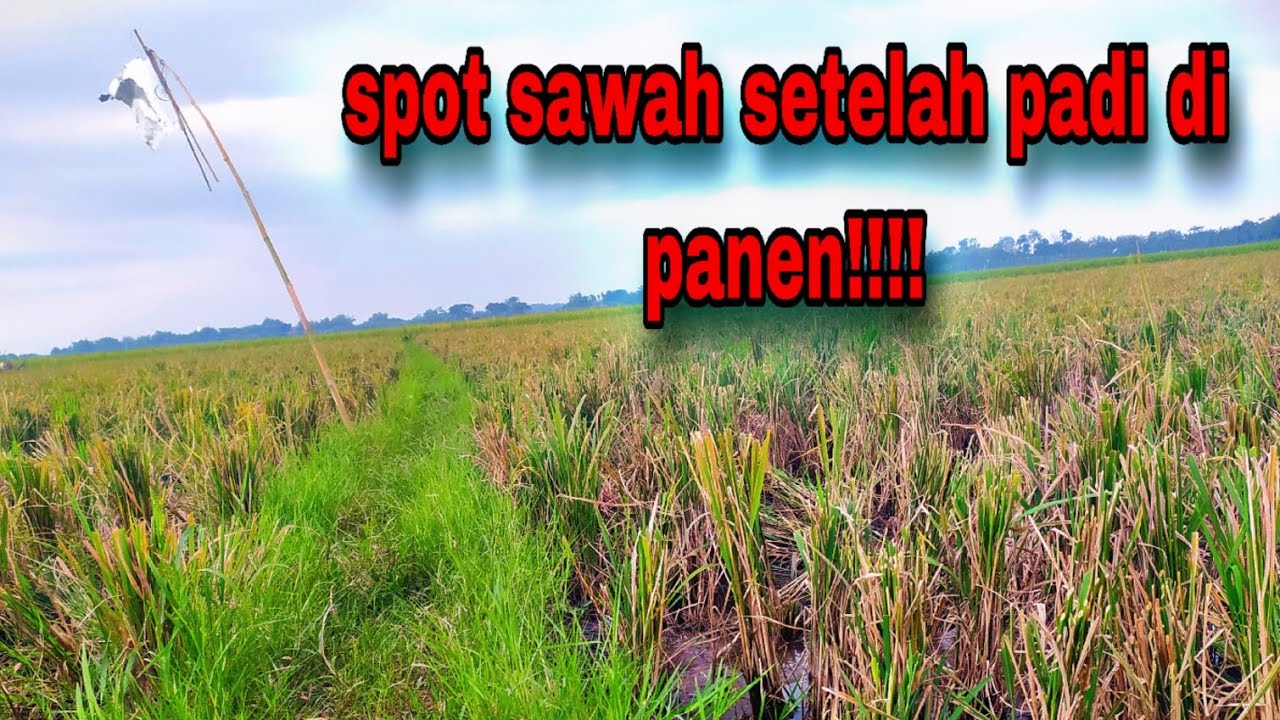 PANEN BELUT DI SPOT PADI SETELAH DI PANEN !!!!!!!!