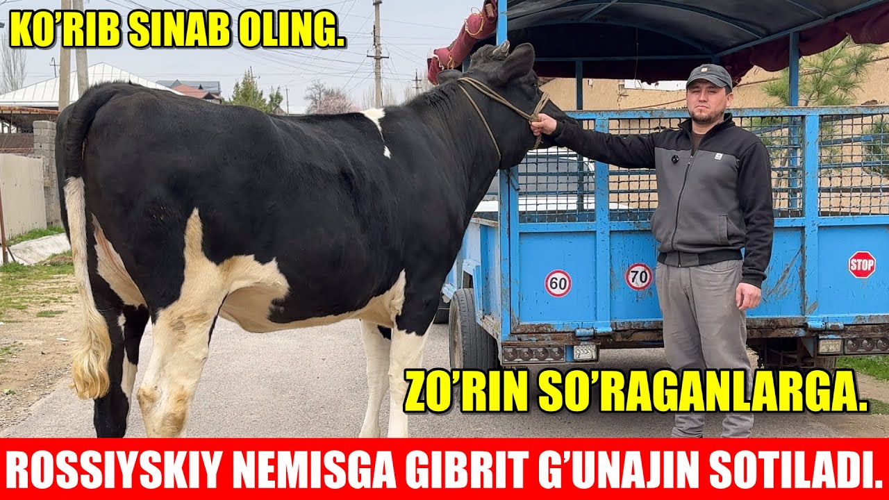 ROSSIYSKIY NEMISGA GIBRIT G’UNAJIN SOTILADI.