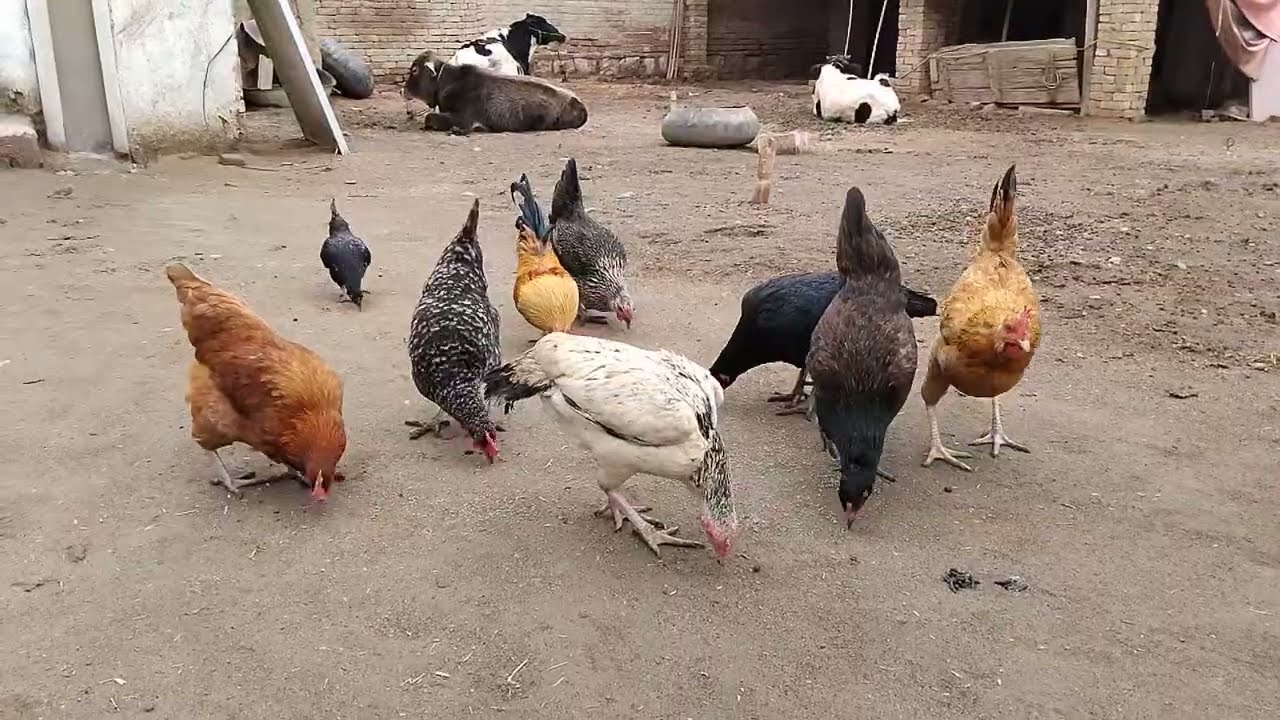Happy Aseel, Desi & Egyptian Hens Feeding in Courtyard || Village Chickens & Sparrows Eating Grain