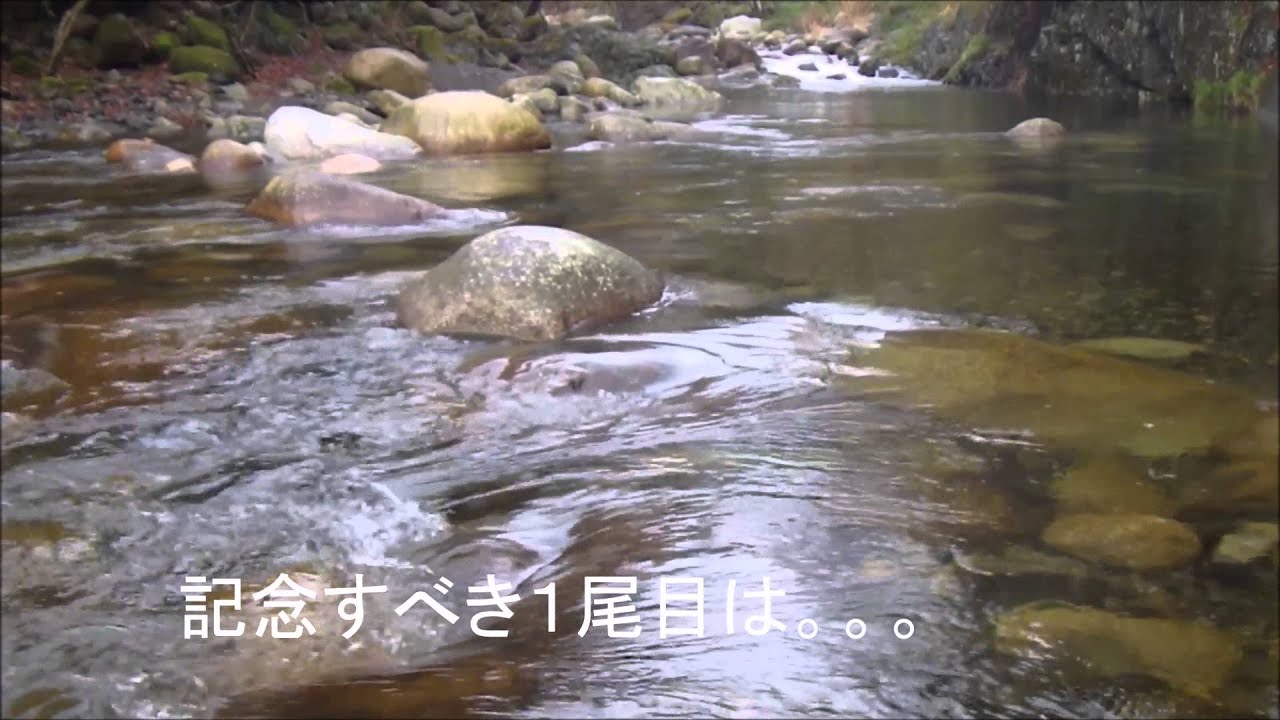 Stream Minnowing /渓流ミノーイングデビュー