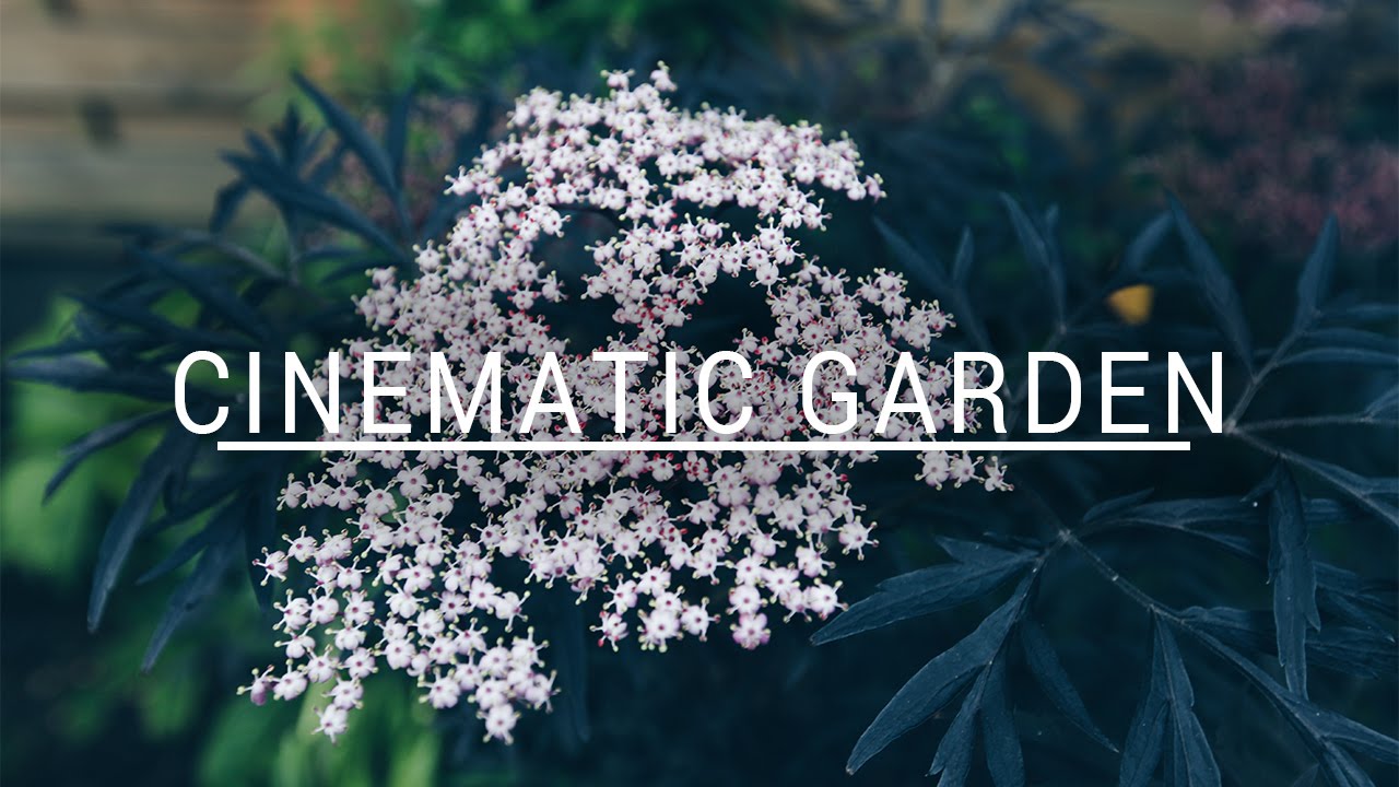CINEMATIC GARDEN