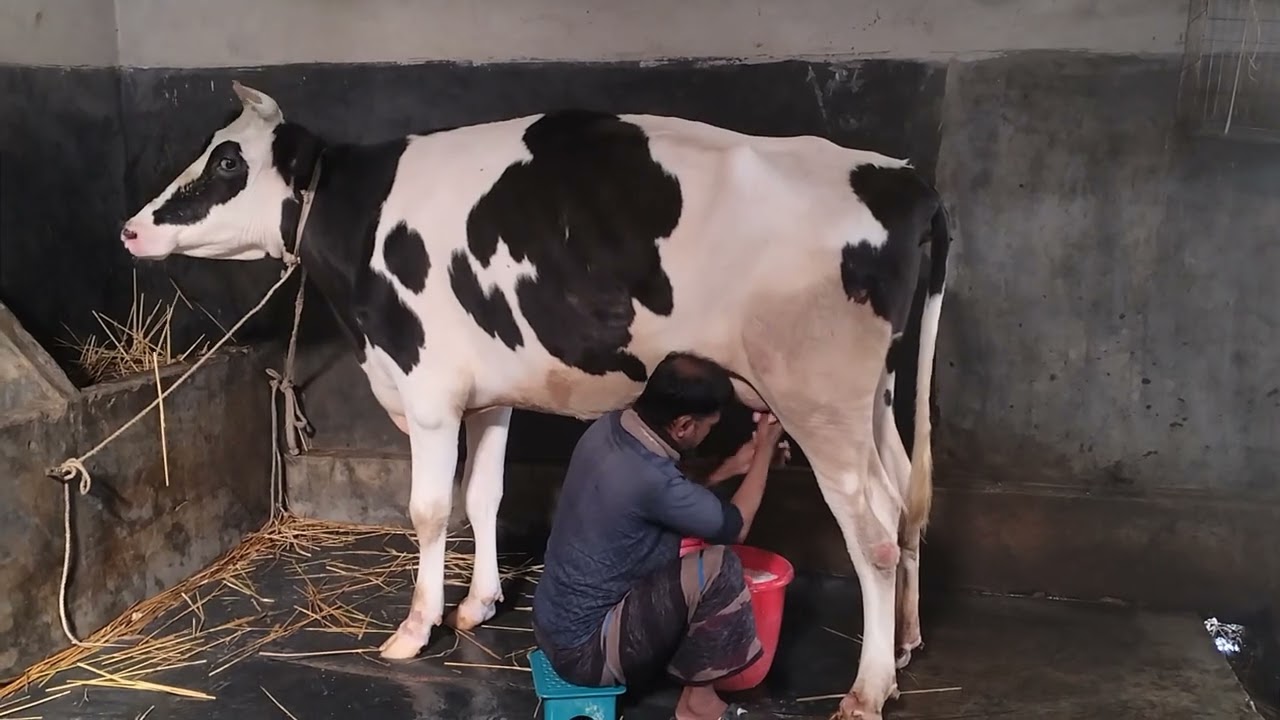 গ্রাম থেকে গরু কেনার সময় গরুর দুবেলা দুধ দহন করে নিতে হয় তাহলে প্রতারণা হবেন না 