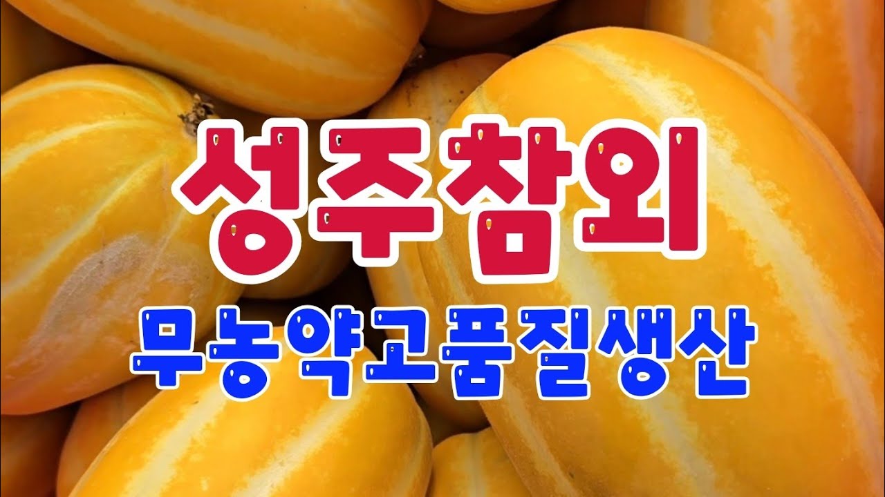 308)성주참외 무농약 고품질 생산 그린톡톡의 효과!! 지금이라도 사용하세요 #참외#식물영양제#미량원소복합비료