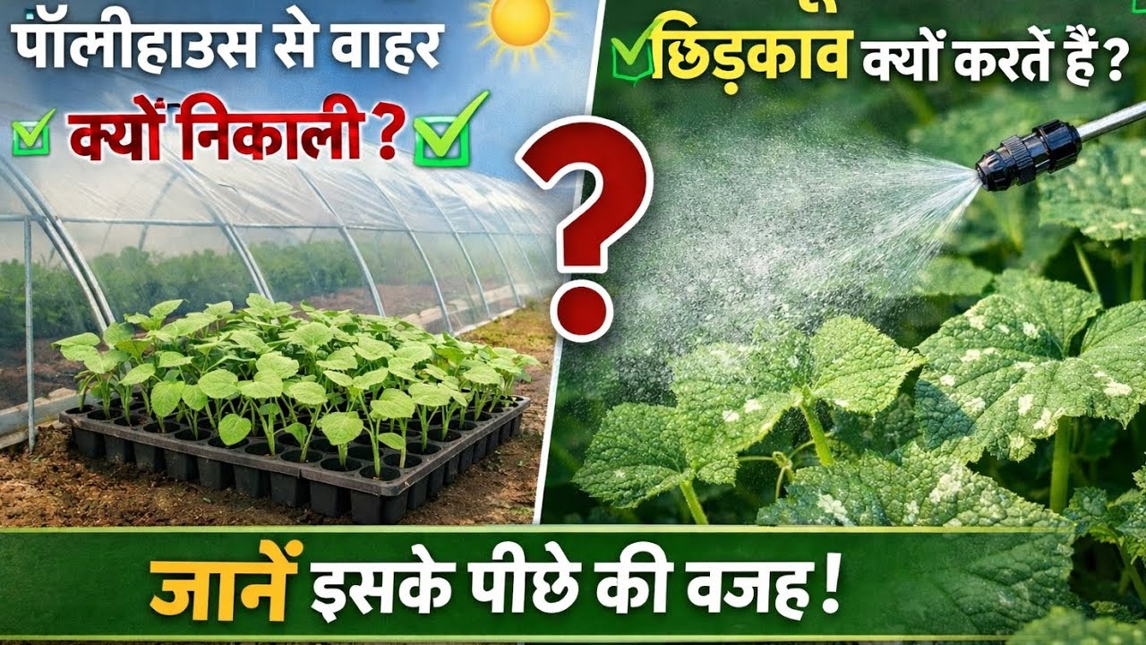 खीरा पौध खराब होने से बचाने का तरीका | ट्रे बाहर + फफूंदनाशक स्प्रे.     #cucumber #polyhousefarming