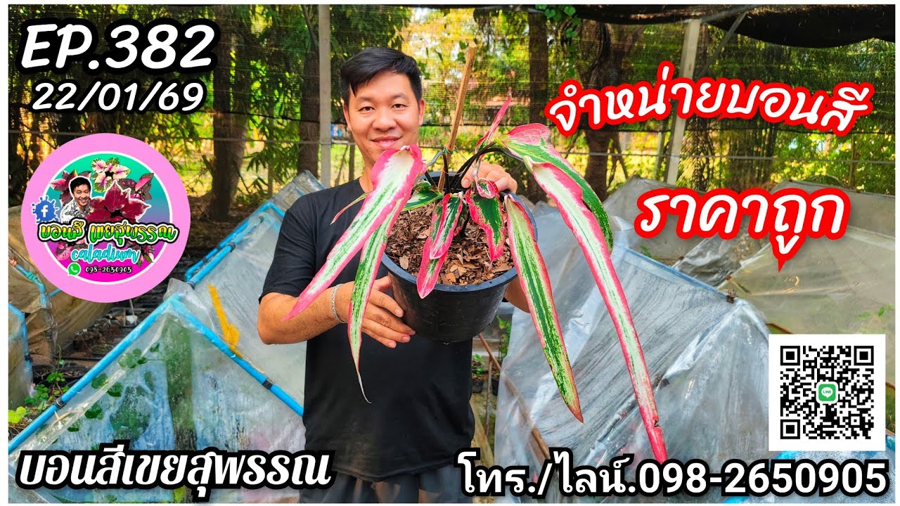 🪅คลิปใหม่🪅บอนสีเขยสุพรรณ🪅จำหน่ายบอนสีราคาถูก🪅