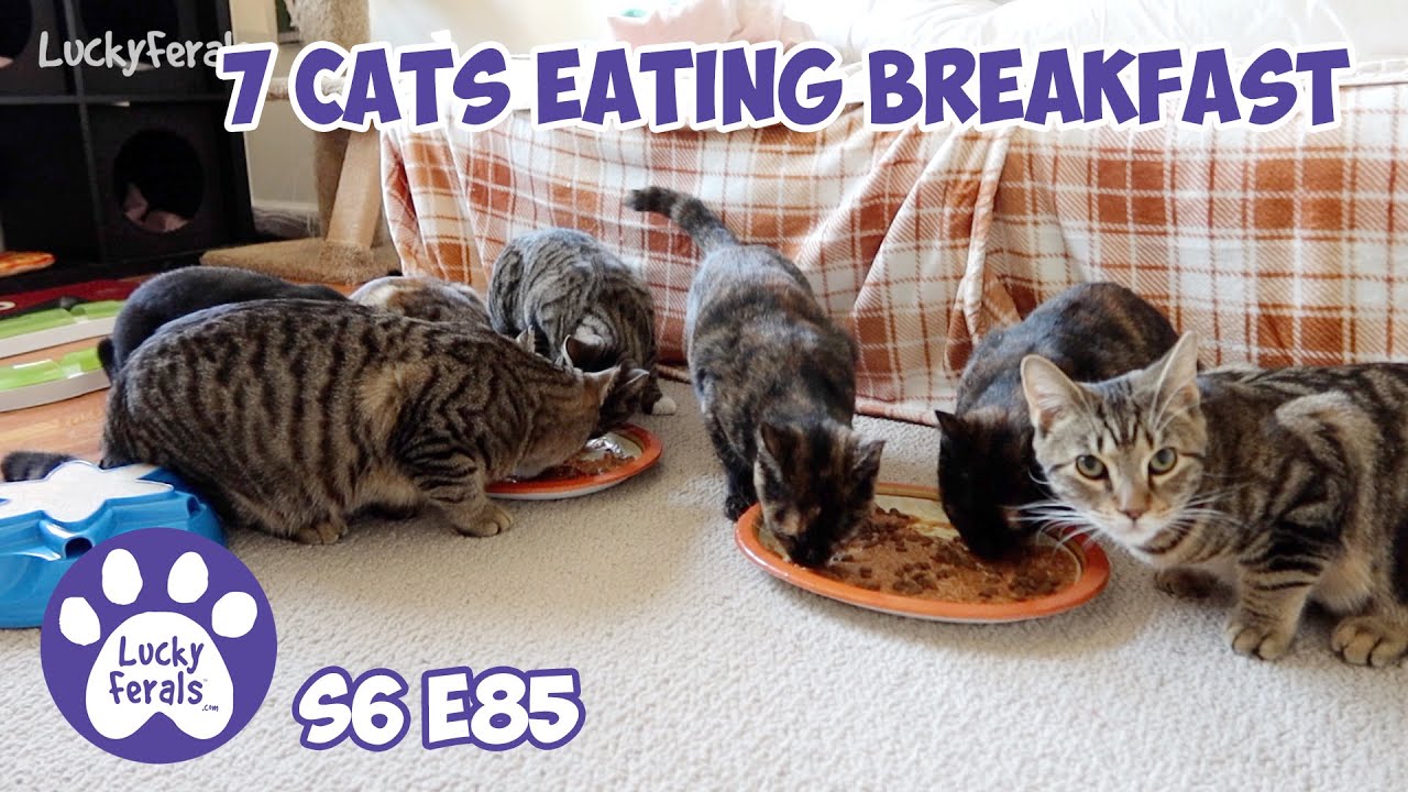 7 Cats Eating Breakfast | S6 E85 | Cats Eating Food ASMR Mukbang