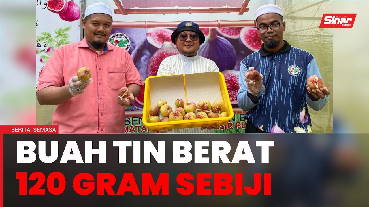 Buah tin cecah 120 gram sebiji di Pasir Puteh