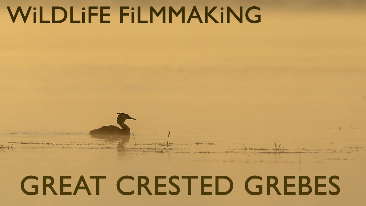 A Misty Dawn with Great Crested Grebes on Lake Kerkini | Wildlife Photography & Filming