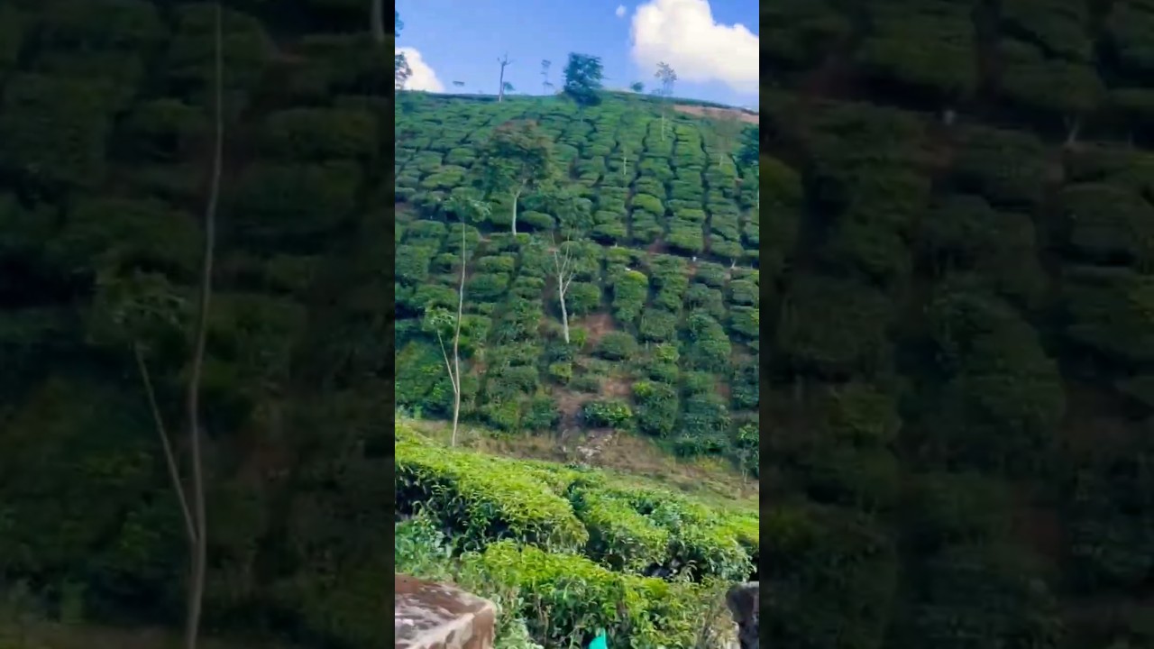 Tea Estate Visit 🌿 