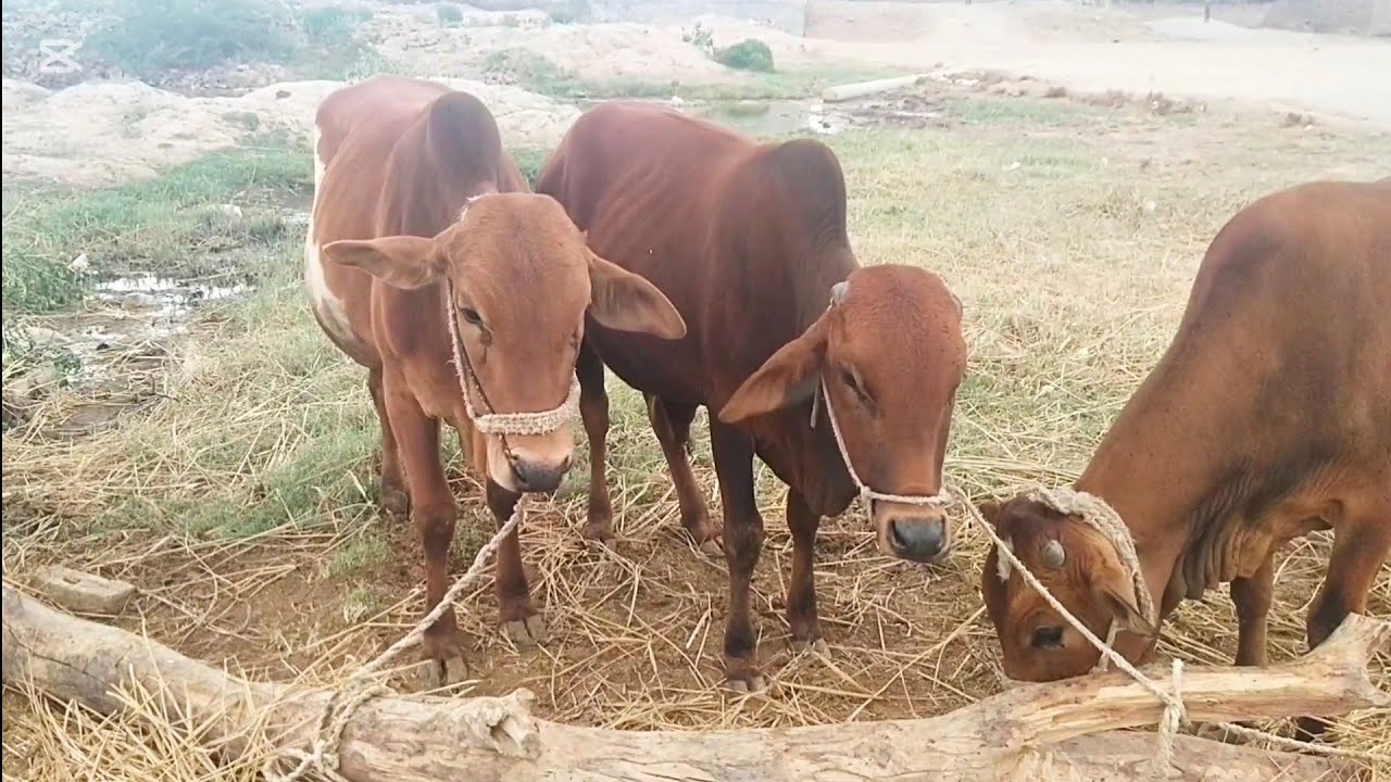 قربانی کے 2 کٹے 10 بچھڑے براۓ فروخت ہجن پنڈی بھٹیاں ضلع حافظ آباد #buffalo  #cow  #farming