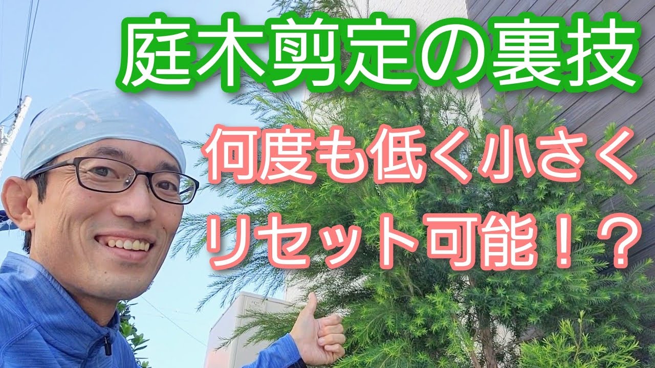 【庭木を低くする剪定】裏技リセット方法で長く小さく維持できる(2023年8月)🌳🌱