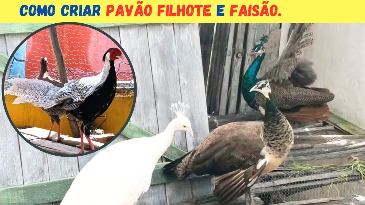 Como Criar PAVÃO FILHOTE e FAISÃO PRATEADO #Aves.