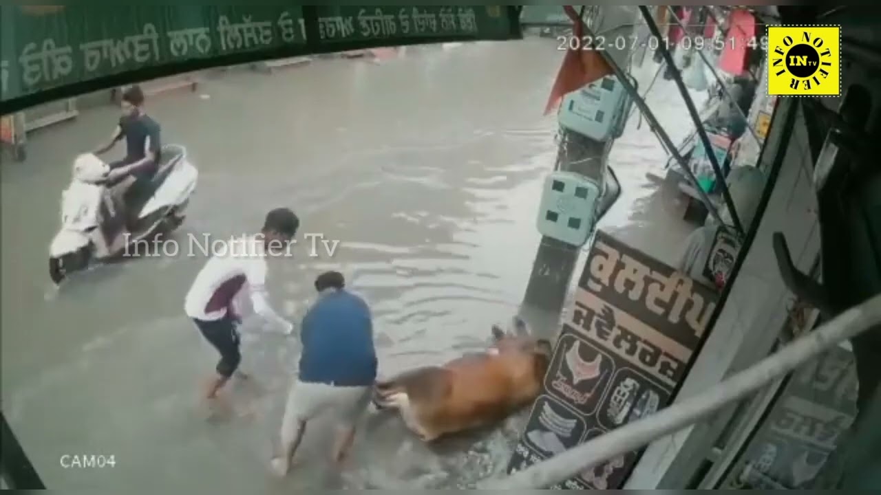 A cow which was suffering from electrocution was rescued by a shopkeeper