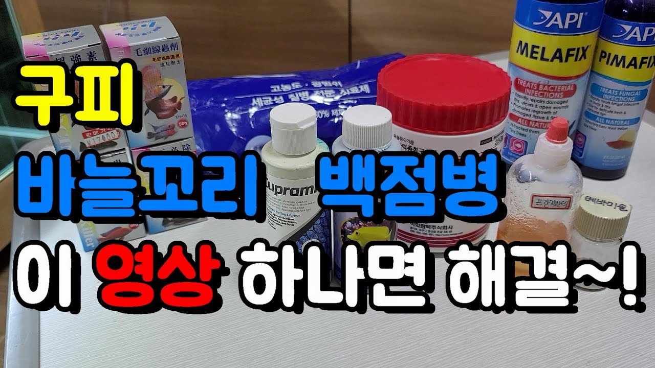 바늘꼬리, 꼬리녹음, 백점병, 곰팡이 치료 이 영상이면 끝! 구피, 열대어 약품을 미리 준비해보자.[아쿠아푸름]
