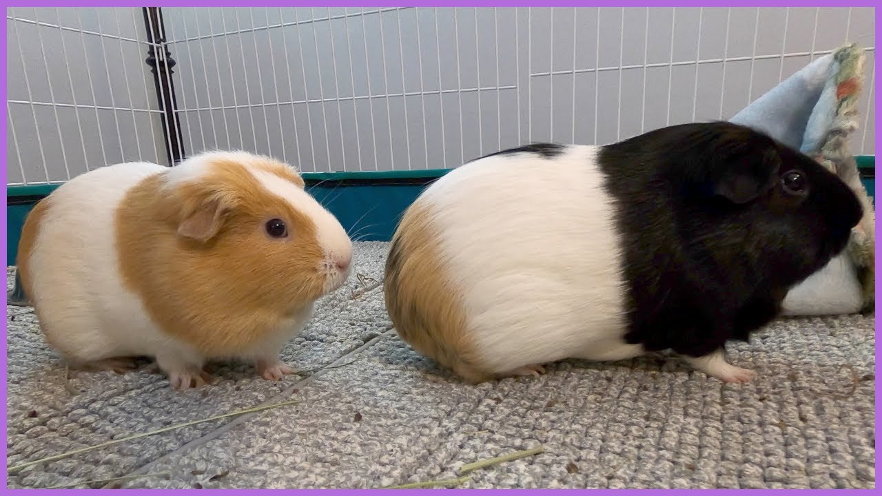 Guinea pigs from their point of view