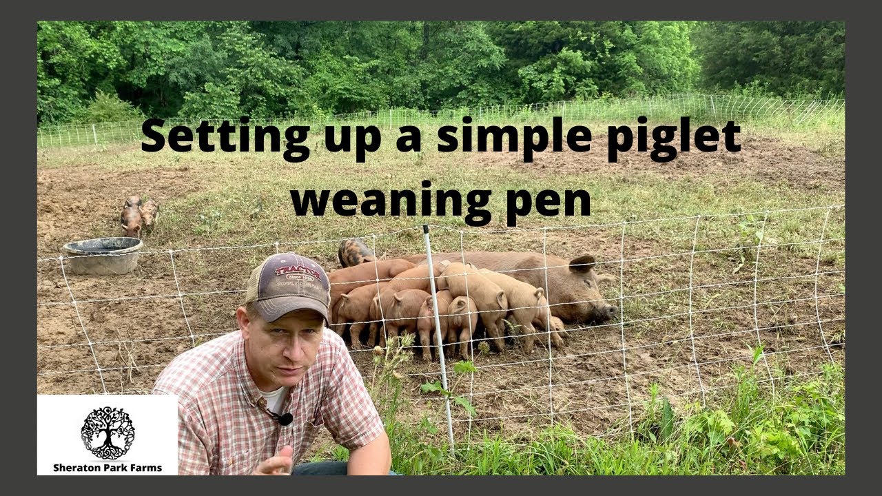 Getting Started with Pastured Pork - Simple Weaning Pen