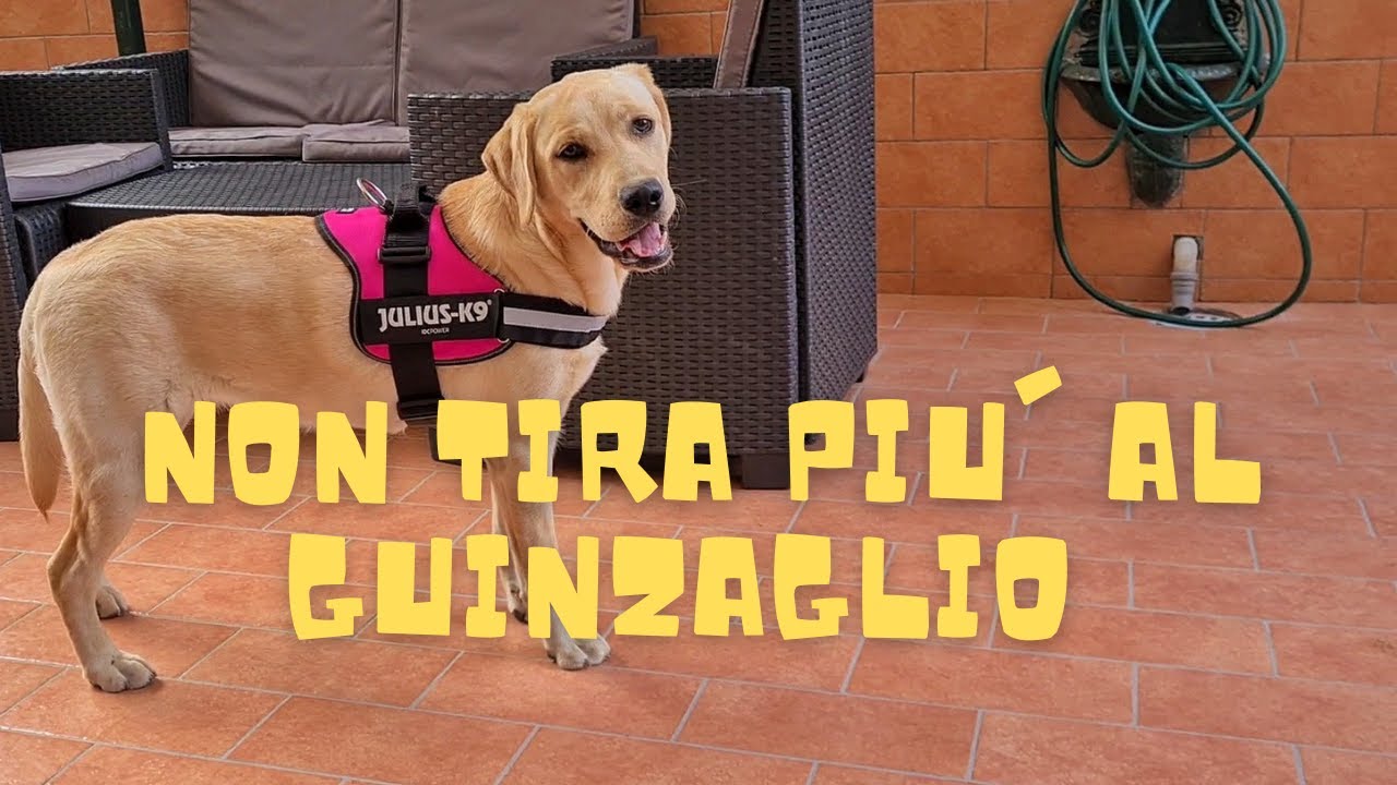 HO PRESO LA PETTORINA! IL MIO CANE NON TIRA PIU' AL GUINZAGLIO