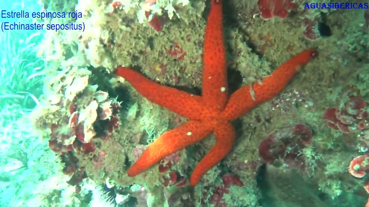 FAUNA MARINA DE LA AMETLLA DE MAR #nature #documentary #animals #fish #sea #ocean #diving