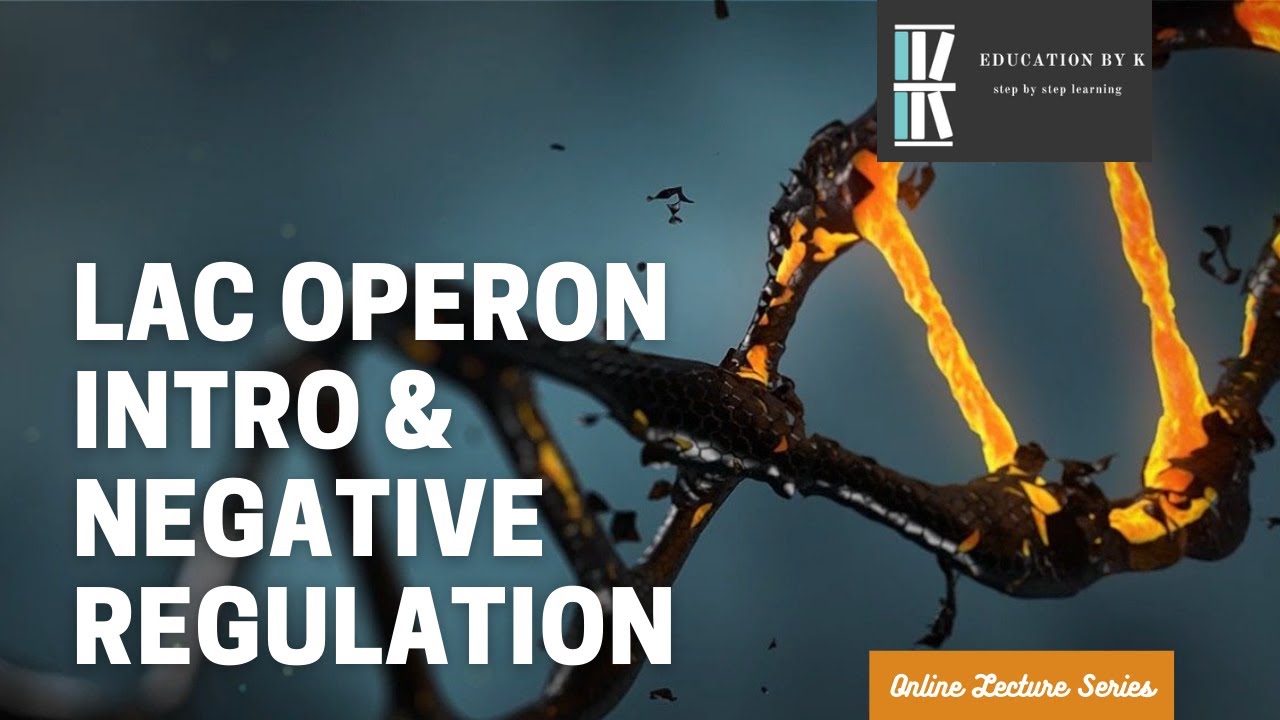 Lac Operon |  Negative Regulation