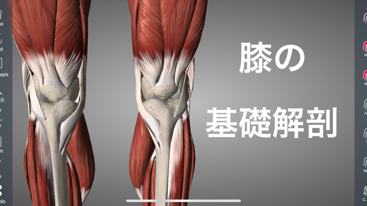 膝の筋肉の基礎解剖を解説してみた