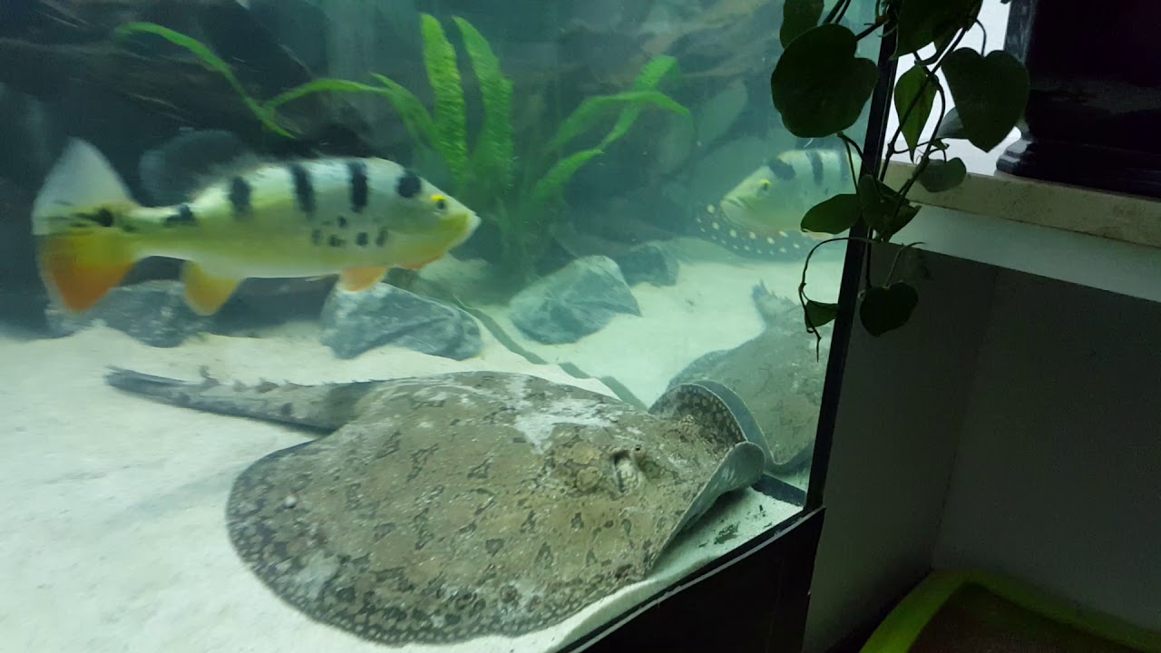 3000l Rochen Amazonas Aquarium