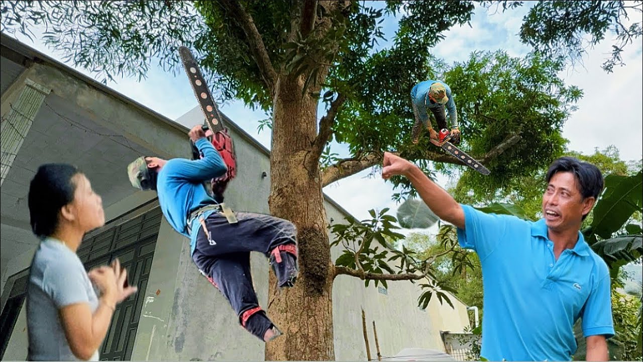 Cưa cây xoài ông hai gần nhà siêu to tàn khủng ￼￼