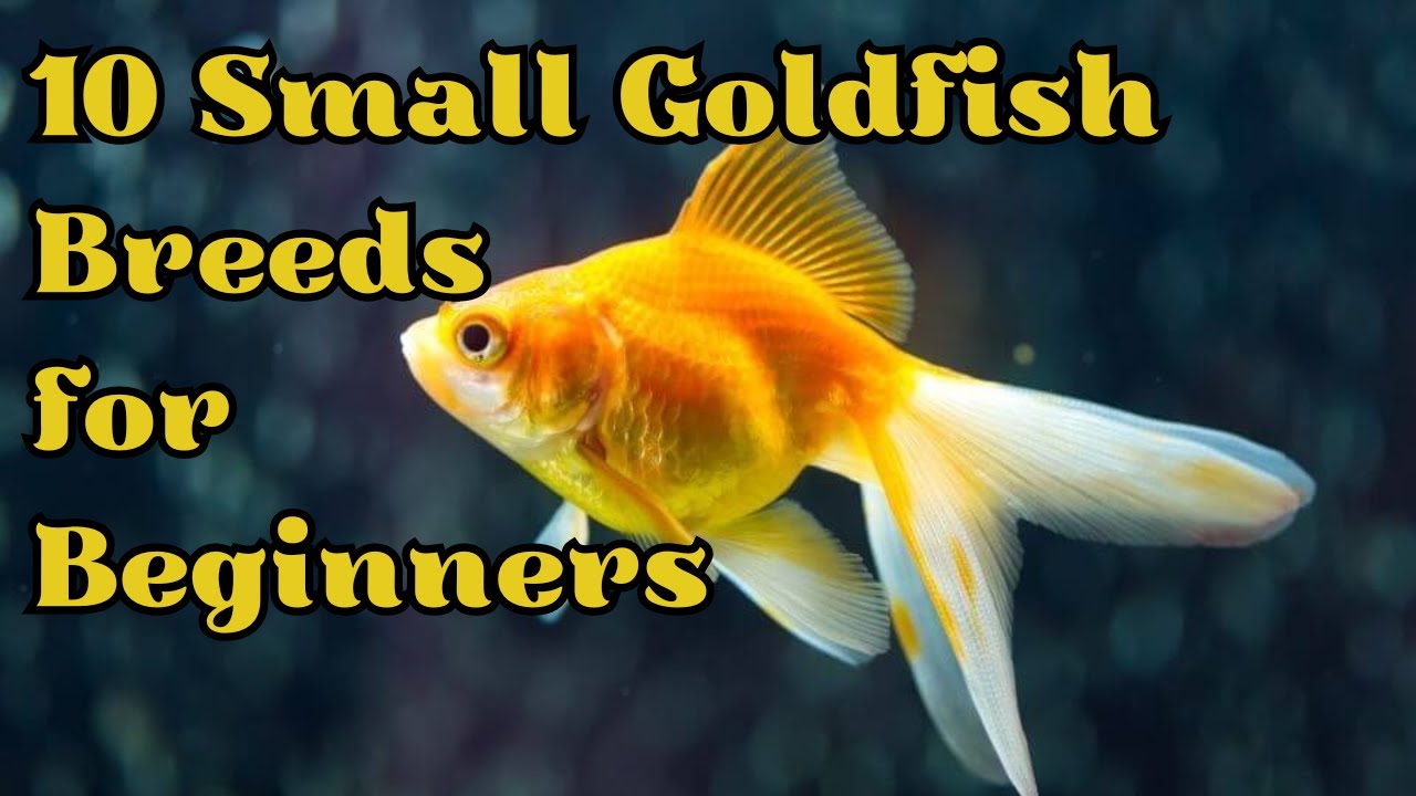 10 Best Small Goldfish Breeds For Beginners (Best for Fancy Goldfish Fanatics)