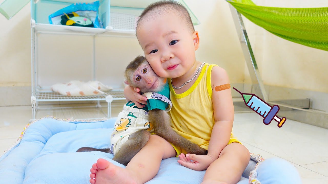 Monkey Pupu and Nguyen were entwined together when they came back from vaccination