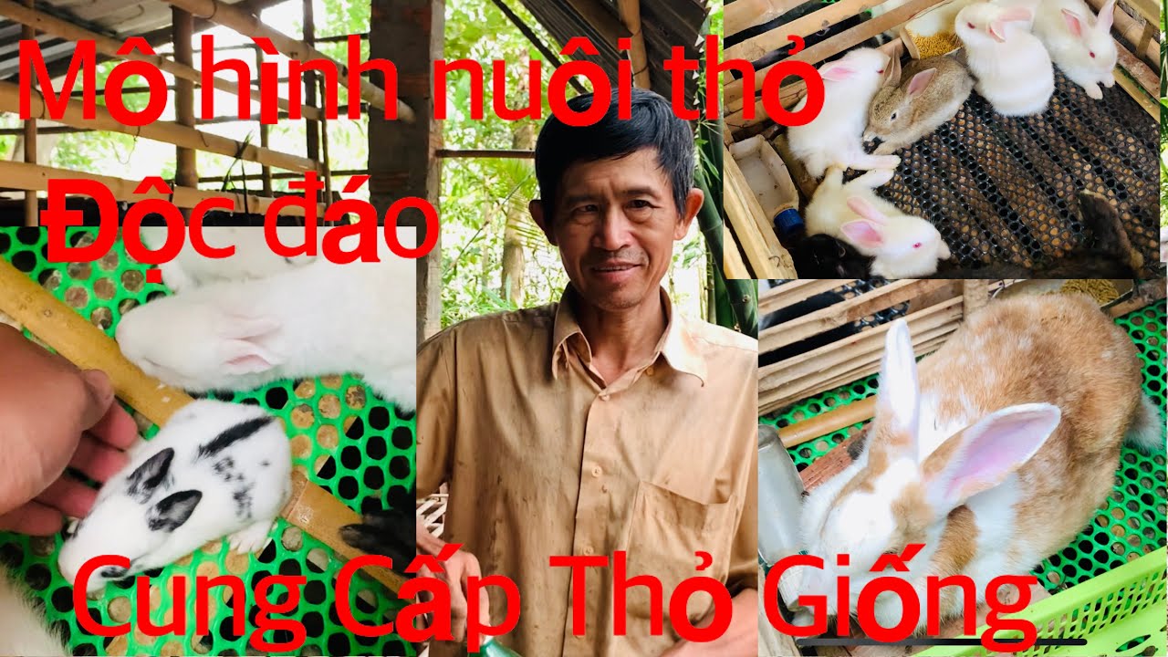 Giới thiệu mô hình nuôi Thỏ vô cùng độc đáo của Bác 10 Giêng tại Đồng Tháp