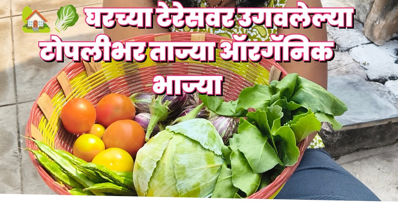 घरच्या टेरेसवर उगवलेल्या टोपलीभर ताज्या ऑरगॅनिक भाज्या 🧺🌱 | Terrace Gardening Marathi