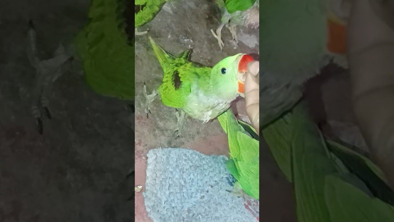 #parrot,school parrot,talking parrot,parrot 🐦