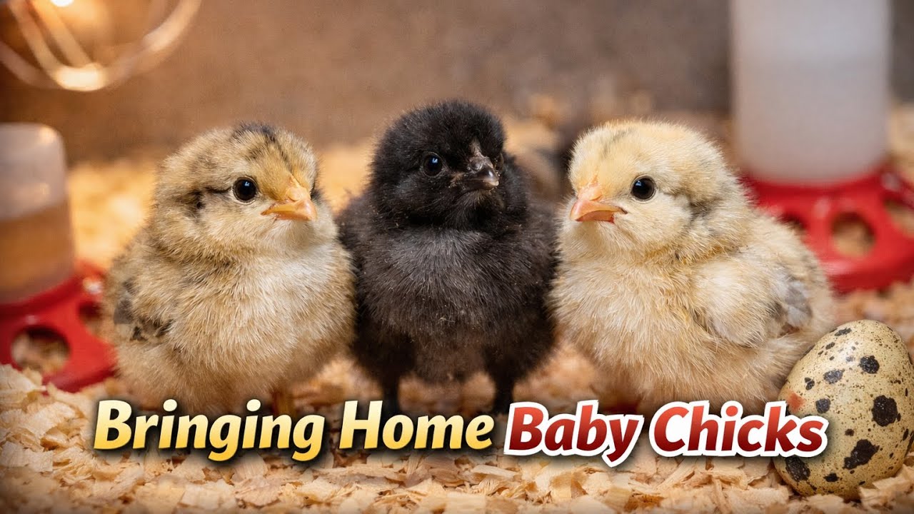 Bringing Home 11 Baby Chicks 🐣 | Brooder Setup & Breeds