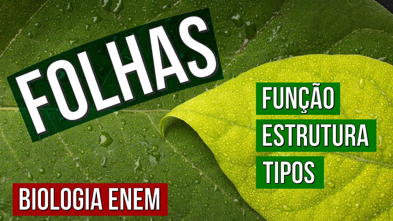 AS FOLHAS: função, estrutura e tipos | RESUMO DE BOTÂNICA. É biologia no Enem. Profe Claudia Aguiar