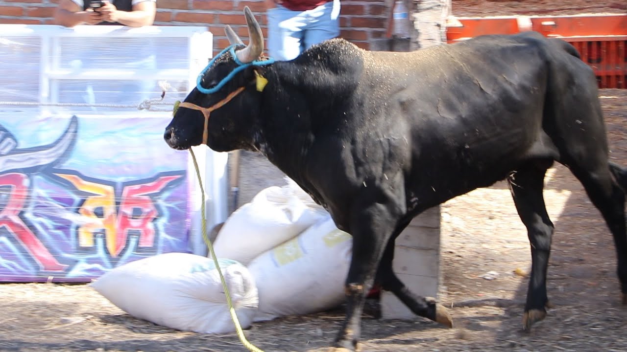 🔴 Nuevo Toro Ex DESTRUCTOR en Vivo 🔴 ESCUELA DE RANCHO en Álvaro Obregón Michoacán 24 Agosto 2025