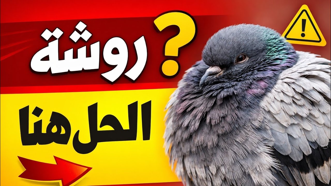 علاج الروشة عند الحمام نهائيًا وبأبسط طريقة