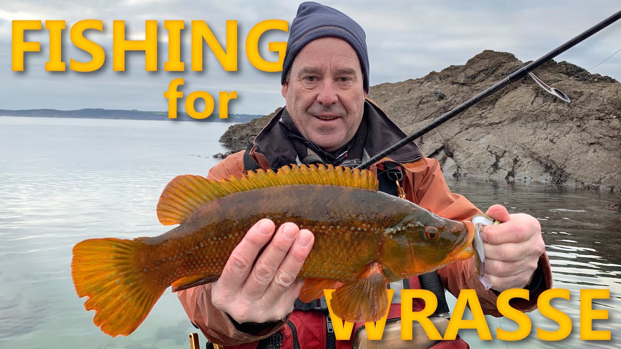 Fishing for Wrasse - non stop hard hitting, rod bending action