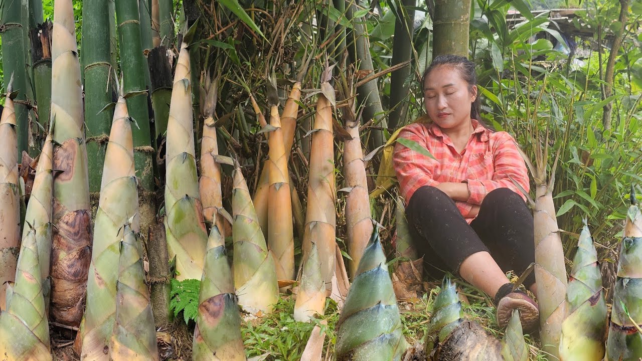 harvesting bamboo shoots at the end of the season, cooking (stir-fried bamboo shoots) | Ly Thi Tam