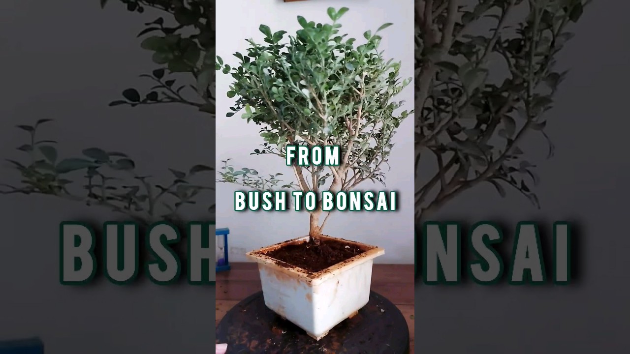 Selective Pruning can turn any Bush to mesmerizing Bonsai.True Story! #murraya #kaminiplant