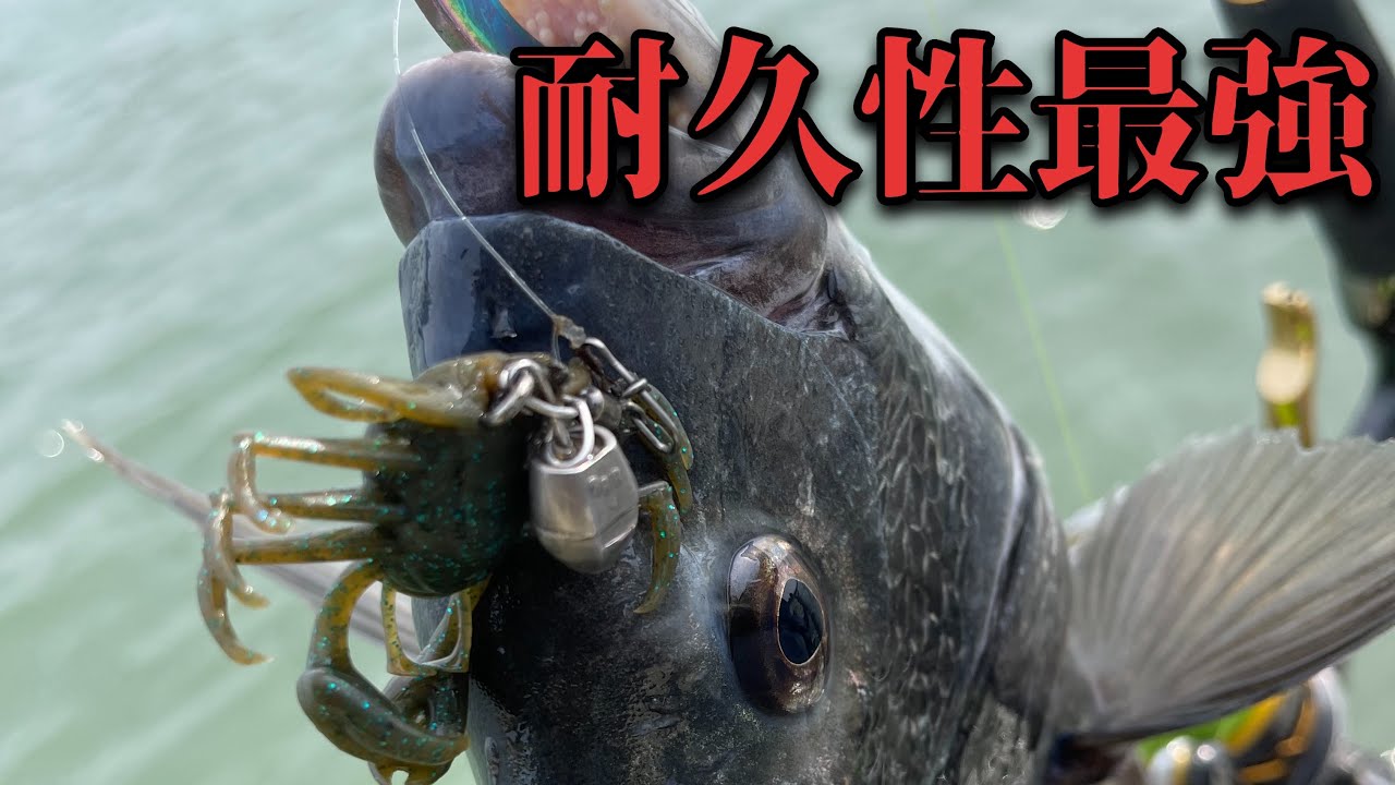 【チニング】黒鯛やキビレを釣りまくっているリグとワームの実釣解説【コブシ】