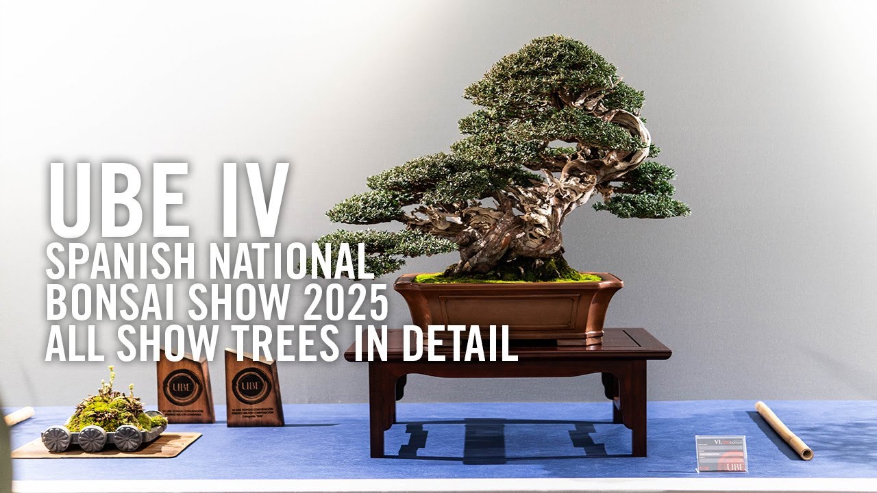 UBE IV national Spanish bonsai exhibition 2025, all show trees in detail.